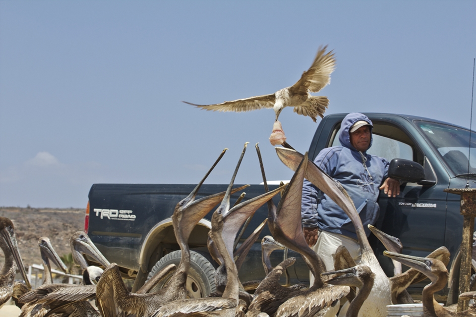 Seagull steals fish from fisher and accidentally drops it 