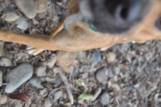 A Dog wants to play with Camera