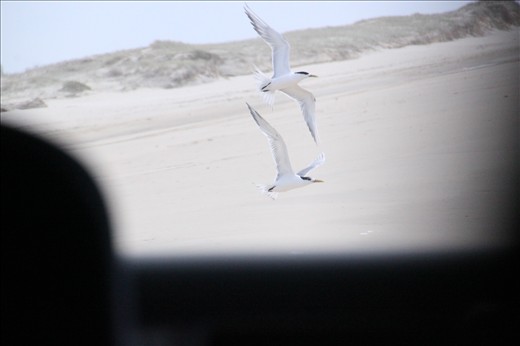 Passing birds at 65km/h