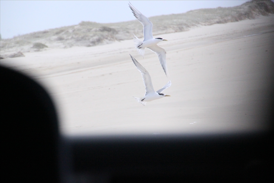 Passing birds at 65km/h