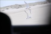 Passing birds at 65km/h: by alpsp85, Views[274]