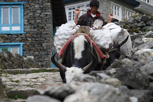 02.The Yak Guy: 
Domestic Yaks are integral part of Sherpa people daily life as a source of milk, wool and meat. Yaks are also used as beasts of burden. The Yak Guy is my most venerated picture I had ever taken. I love it and I never get tired of looking at it for the very deep emotions the Yak Guy is bearing with his peacful and relaxed state, immersed very deeply in his own thoughts, in desolation from the outside world.
