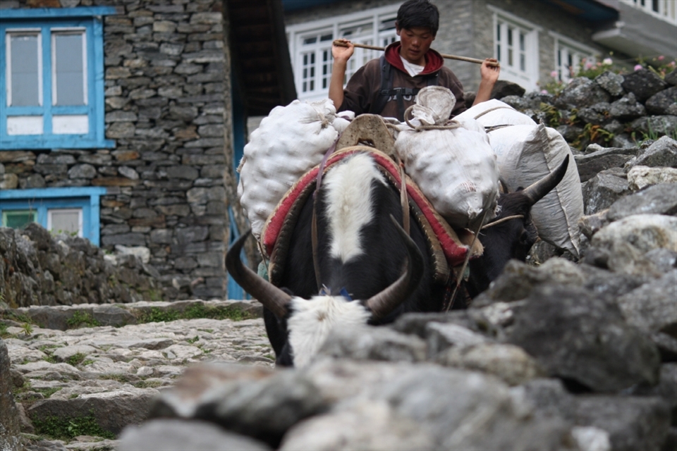 02.The Yak Guy: 
Domestic Yaks are integral part of Sherpa people daily life as a source of milk, wool and meat. Yaks are also used as beasts of burden. The Yak Guy is my most venerated picture I had ever taken. I love it and I never get tired of looking at it for the very deep emotions the Yak Guy is bearing with his peacful and relaxed state, immersed very deeply in his own thoughts, in desolation from the outside world.
