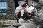 02.The Yak Guy: 
Domestic Yaks are integral part of Sherpa people daily life as a source of milk, wool and meat. Yaks are also used as beasts of burden. The Yak Guy is my most venerated picture I had ever taken. I love it and I never get tired of looking at it for the very deep emotions the Yak Guy is bearing with his peacful and relaxed state, immersed very deeply in his own thoughts, in desolation from the outside world.
: by alrahhalah, Views[1121]