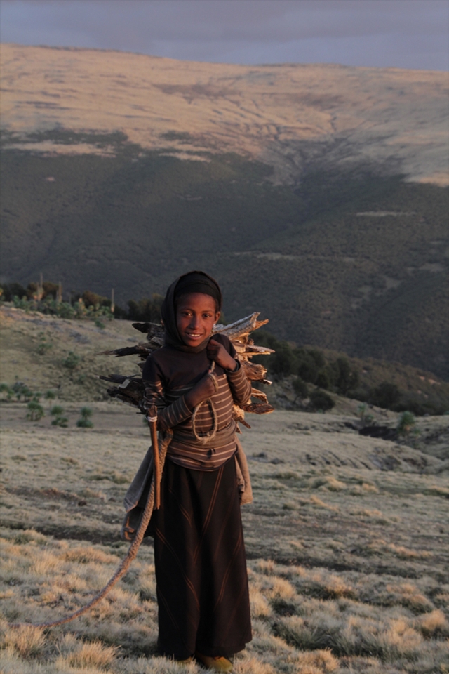 Girl bringing fire-wood home at sunset. 