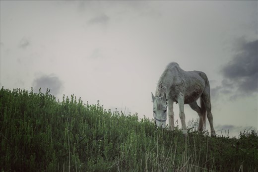A old and abandoned horse,by a gypsy family here in Macedonia,Prespa,Resen.