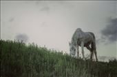 A old and abandoned horse,by a gypsy family here in Macedonia,Prespa,Resen.: by altay, Views[243]