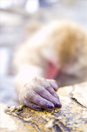 Finding nature in Japan may be difficult when spending time within its cities. However, when we find the animals that Japan provides home to, we truly understand their beauty and worth.
