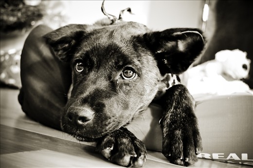 Portuguese dog D3100 18-55mm lightroom