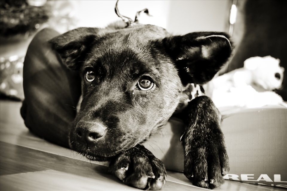 Portuguese dog D3100 18-55mm lightroom