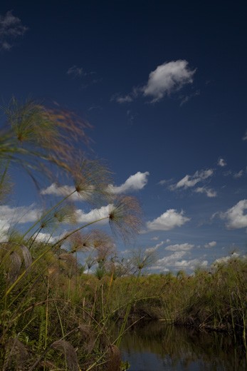 Through the Delta Reeds