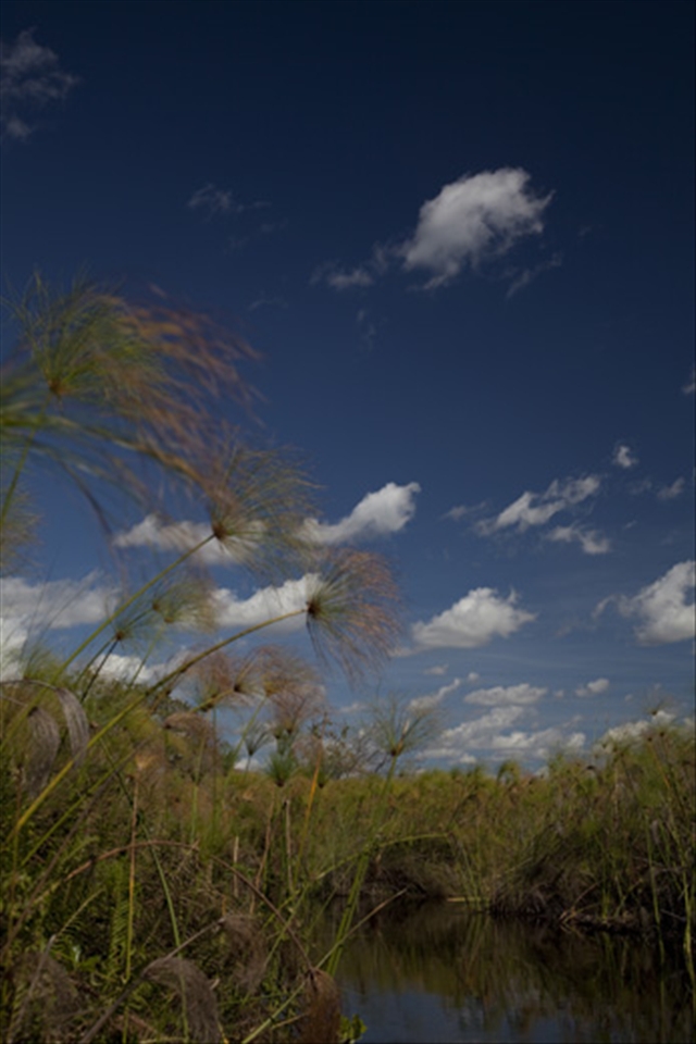 Through the Delta Reeds