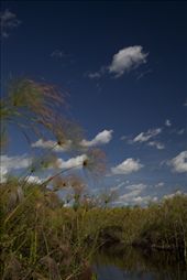 Through the Delta Reeds: by alysons, Views[394]