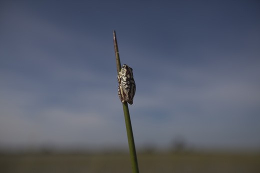 Found you! An African Reed Frog that is no longer than about 2cm. 