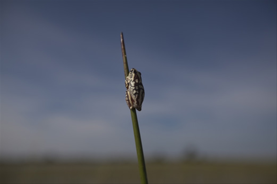 Found you! An African Reed Frog that is no longer than about 2cm. 