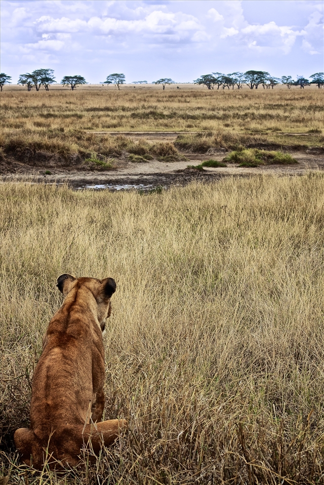 A Lioness looks out over 