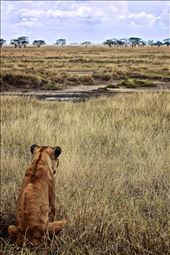 A Lioness looks out over 