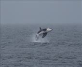 by amandamgood, Views[97]