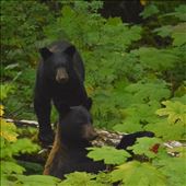 by amandamgood, Views[112]