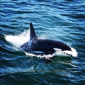 by amandamgood, Views[138]