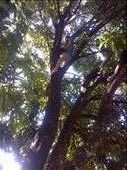On a mango tree: by amandaross, Views[396]