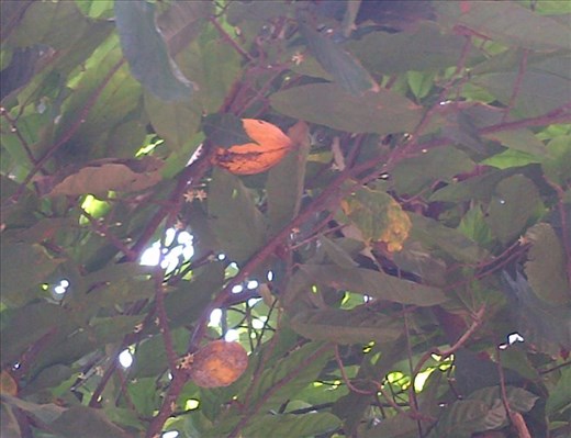 Cacao Fruit