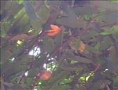 Cacao Fruit: by amandaross, Views[313]