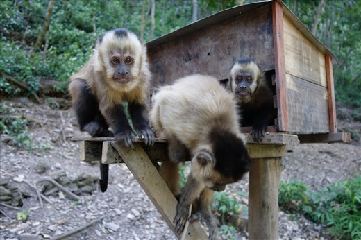 Capuchin Monkeys at La Senda Verde Animal Refuge Coroico