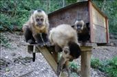 Capuchin Monkeys at La Senda Verde Animal Refuge Coroico: by amazonande, Views[436]