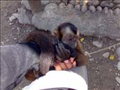 Bitten by a Capuchin in Comunidad Inti Wara Yassi Animal Santuary, Bolivia: by amazoneena, Views[440]