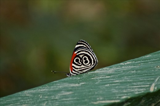 psychedelic butterfly