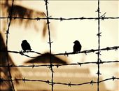 Remembering the Pol Pot Regime at S21: by amberblue, Views[923]