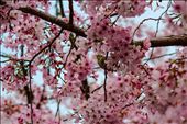 Palmerston North Cherry Blossoms: by amberkiwi, Views[362]