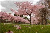 Palmerston North Cherry Blossoms: by amberkiwi, Views[819]