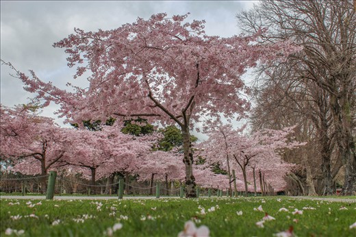 Palmerston North Cherry Blossoms