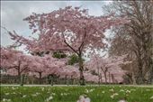 Palmerston North Cherry Blossoms: by amberkiwi, Views[633]