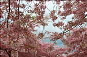 Palmerston North Cherry Blossoms: by amberkiwi, Views[422]