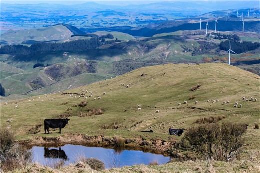 Palmerston North Mountain