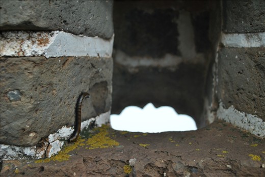 Giant milipedes call the Wall their home