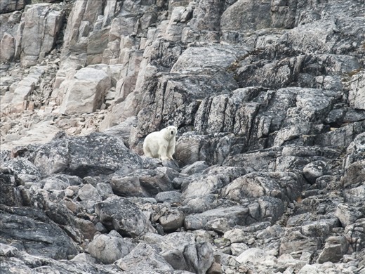 Polar bear watching me, Robinson Inlet, Baffin Island, 2010