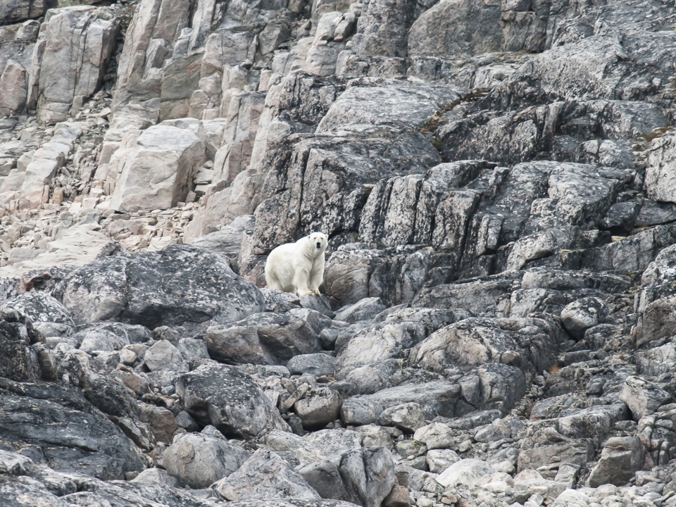 Polar bear watching me, Robinson Inlet, Baffin Island, 2010