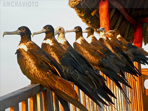 Frigate birds resting at the 