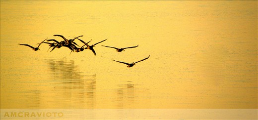 Seagulls returning to their nests during sunset.