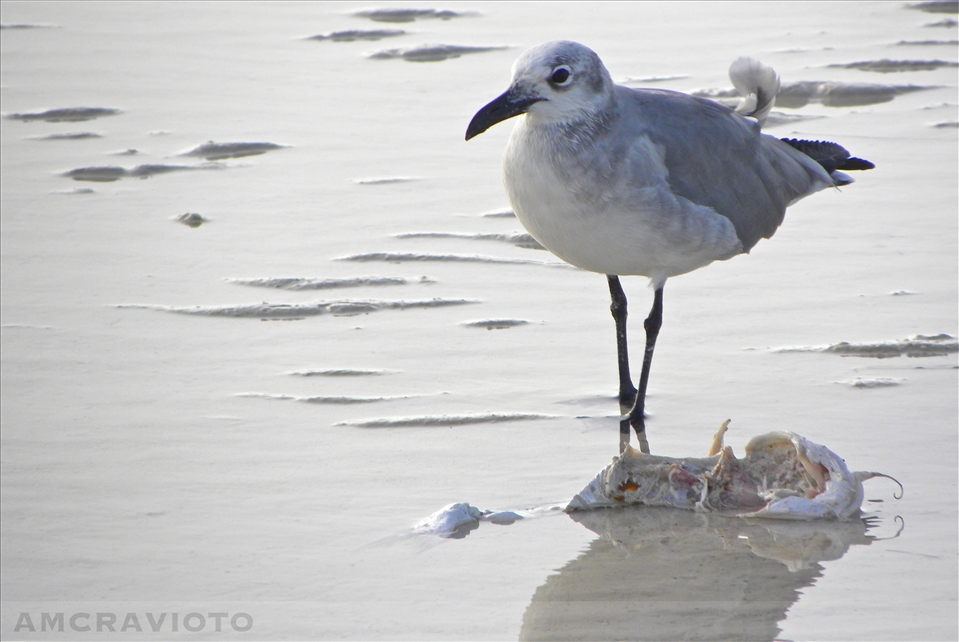 A seagull enjoys an easy meal during a low tide