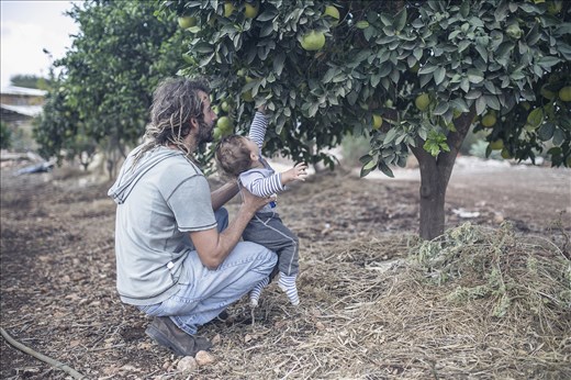 Father and son Organic lemon picking experience.