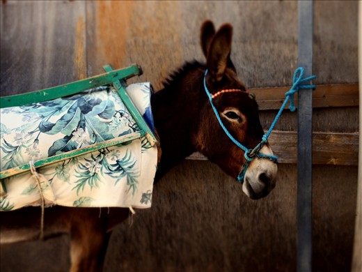The Mule Sojourner . ( Greece , Santorini ) 