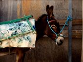 The Mule Sojourner . ( Greece , Santorini ) : by amoromnia2213, Views[329]