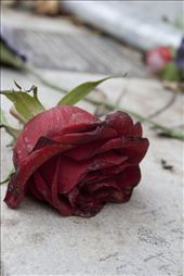 This single rose was located on ‘Oscar Wildes’ grave, which to me represents beauty and love. : by amy_velleman, Views[961]