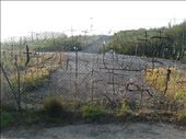 twig crosses: by amyjane, Views[194]