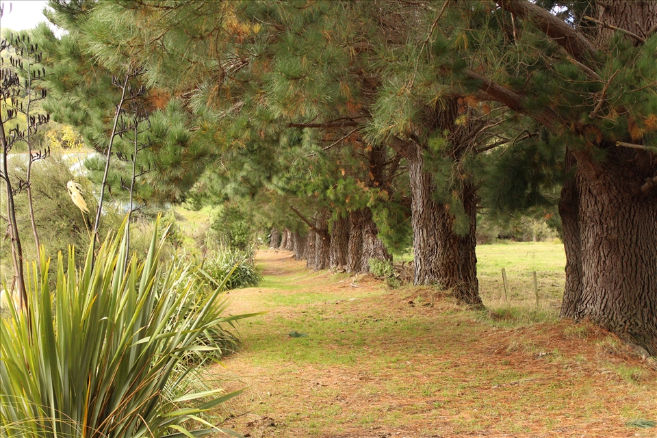Looking down the tree lined path to beyond.